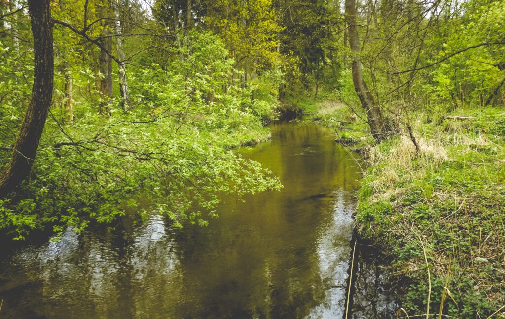 Spokojny strumień w lesie
