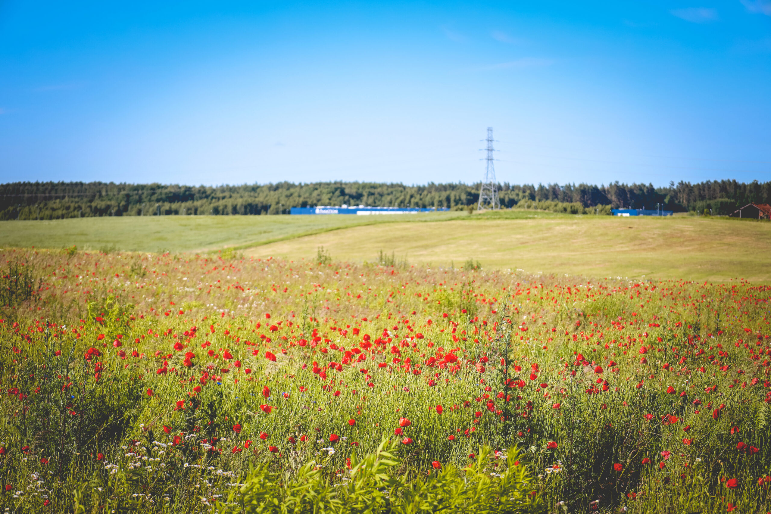 Pole z czerwonymi makami na łące