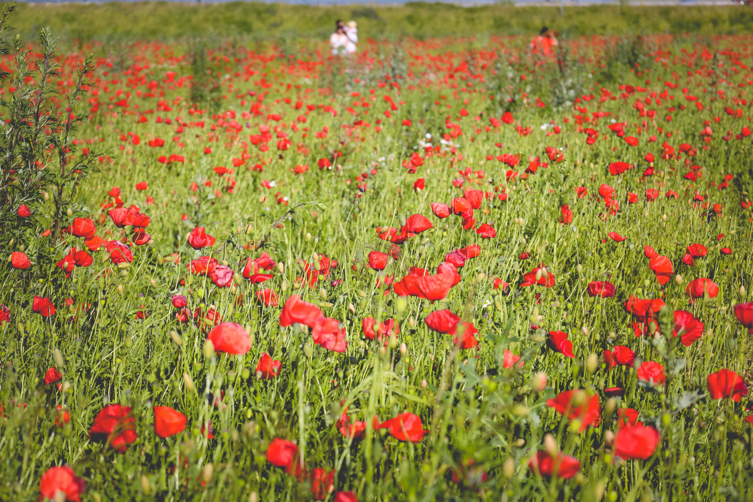 Pole maków w pełnym kwitnieniu.