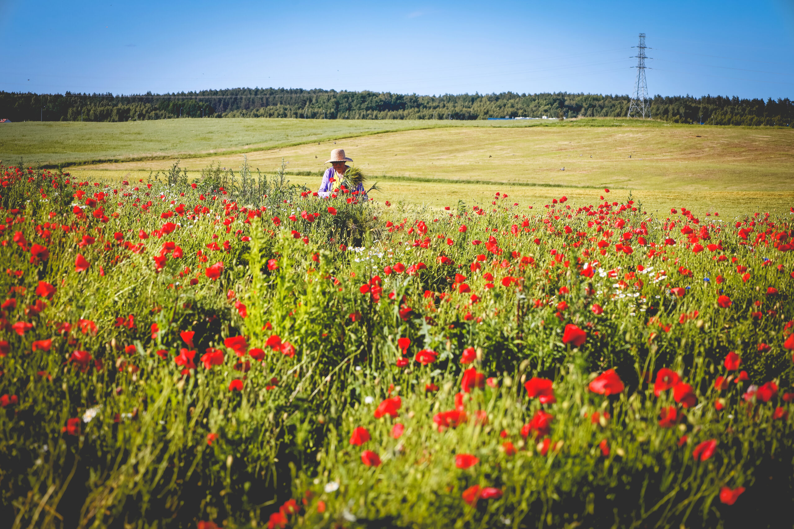 Osoba w kapeluszu wśród czerwonych maków na polu.