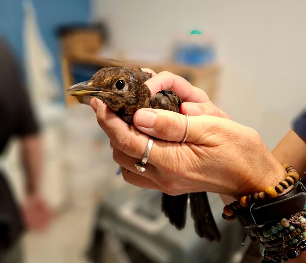 Osoba trzyma młodego ptaka w dłoniach.