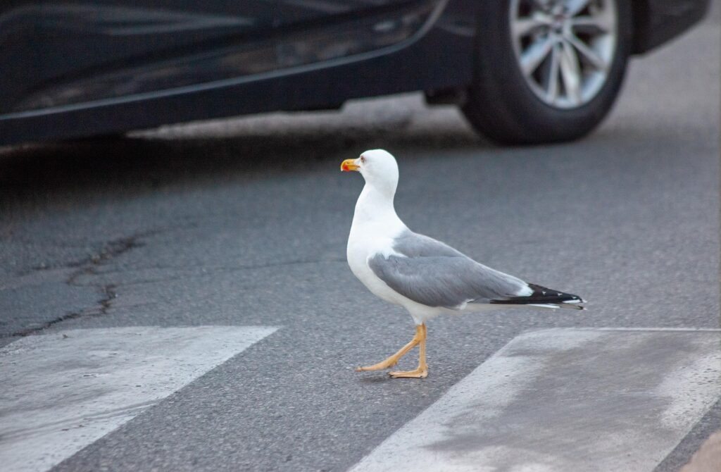 Mewa przechodząca przez pasy