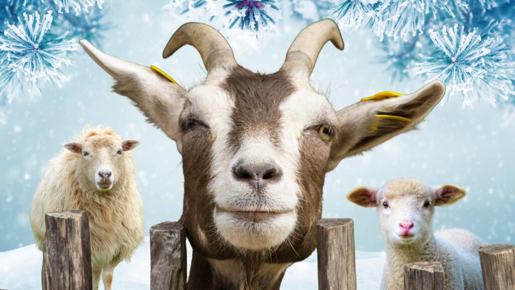 Goat i owca w zimowym otoczeniu.