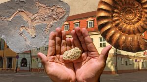 Dwie ręce trzymają skamieniałość z muszlą i fosylizowanymi szczątkami zwierzęcia.