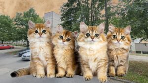 Cztery urocze koty na tle ulicy.