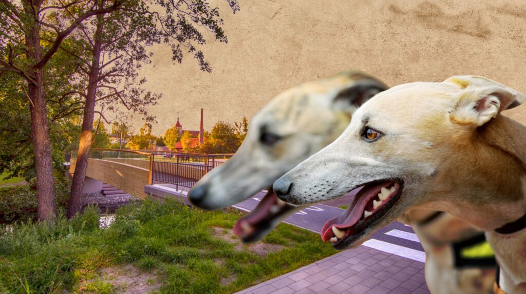 Dwa psy rasy greyhound na tle parku.