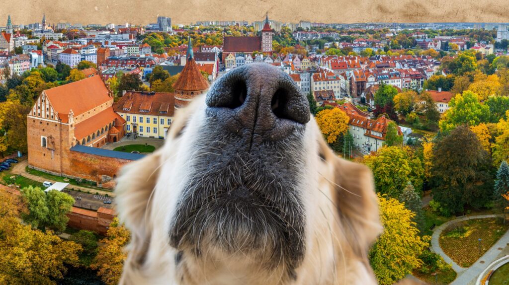 Zbliżenie nosa psa z widokiem na miasto w tle.