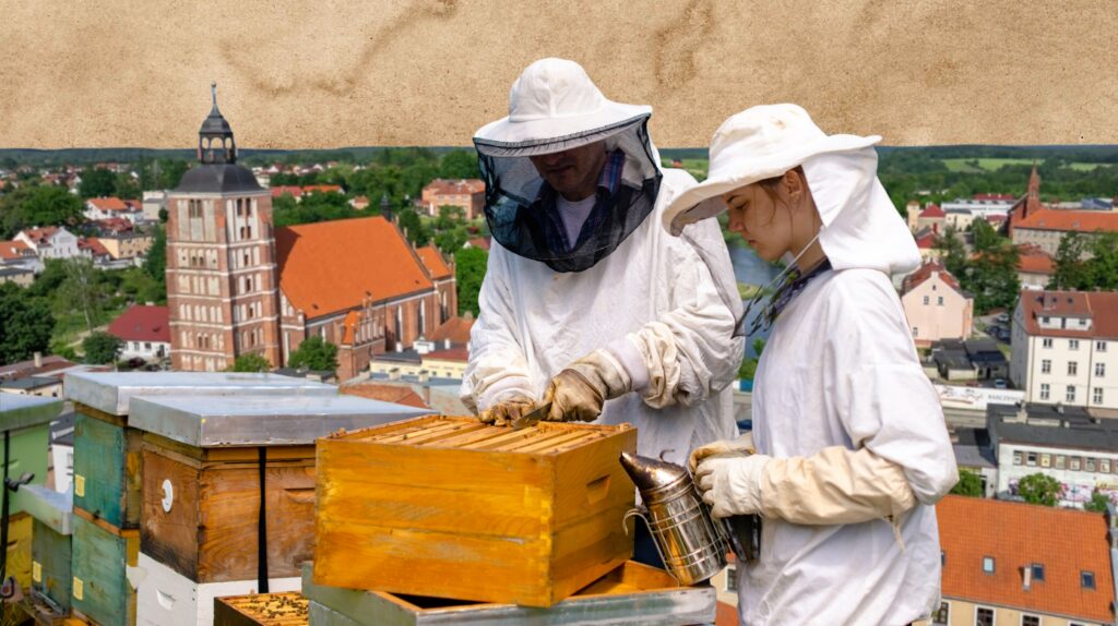 Dwoje pszczelarzy pracuje na ulach.