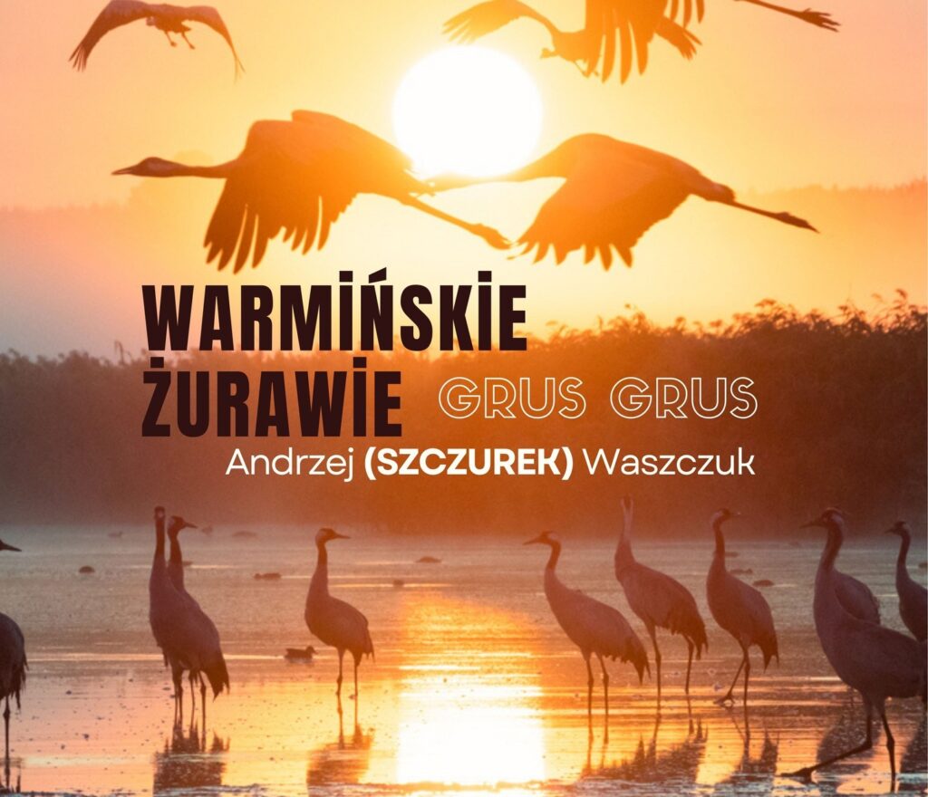 Grusze w locie nad wodą przy zachodzie słońca.