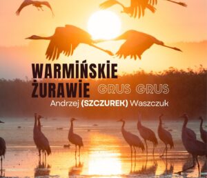 Grusze w locie nad wodą przy zachodzie słońca.