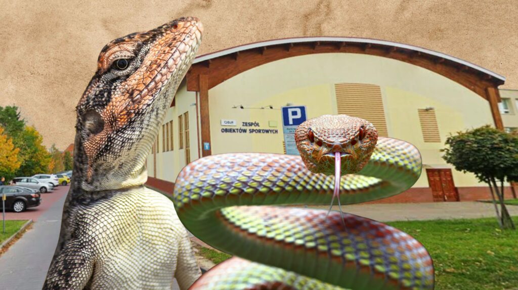 Skrzyżowanie jaszczurki i węża przed budynkiem sportowym.