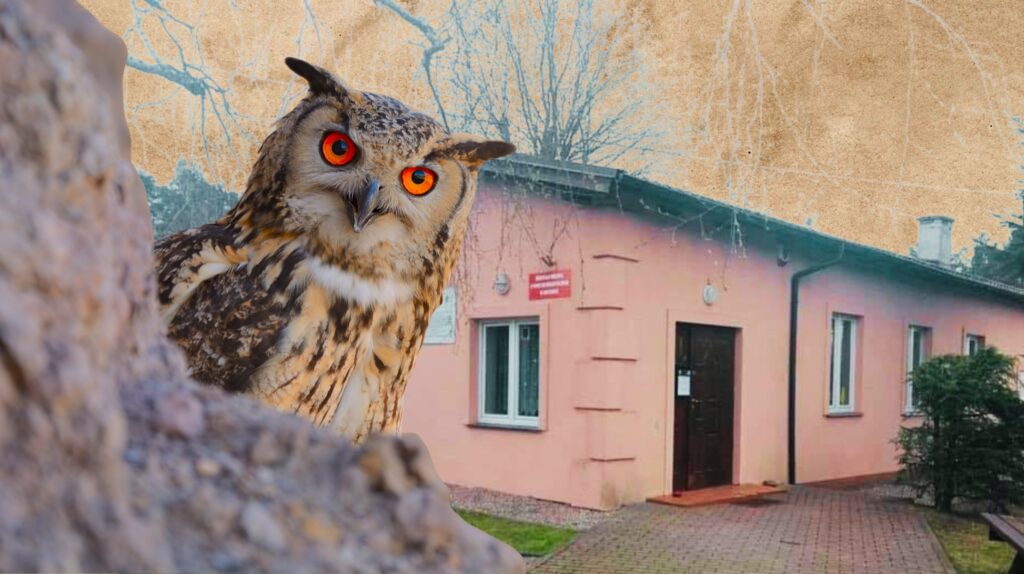 Sowa przed różowym budynkiem