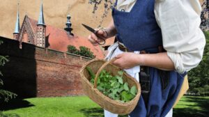 Osoba zbierająca zioła w koszyku.