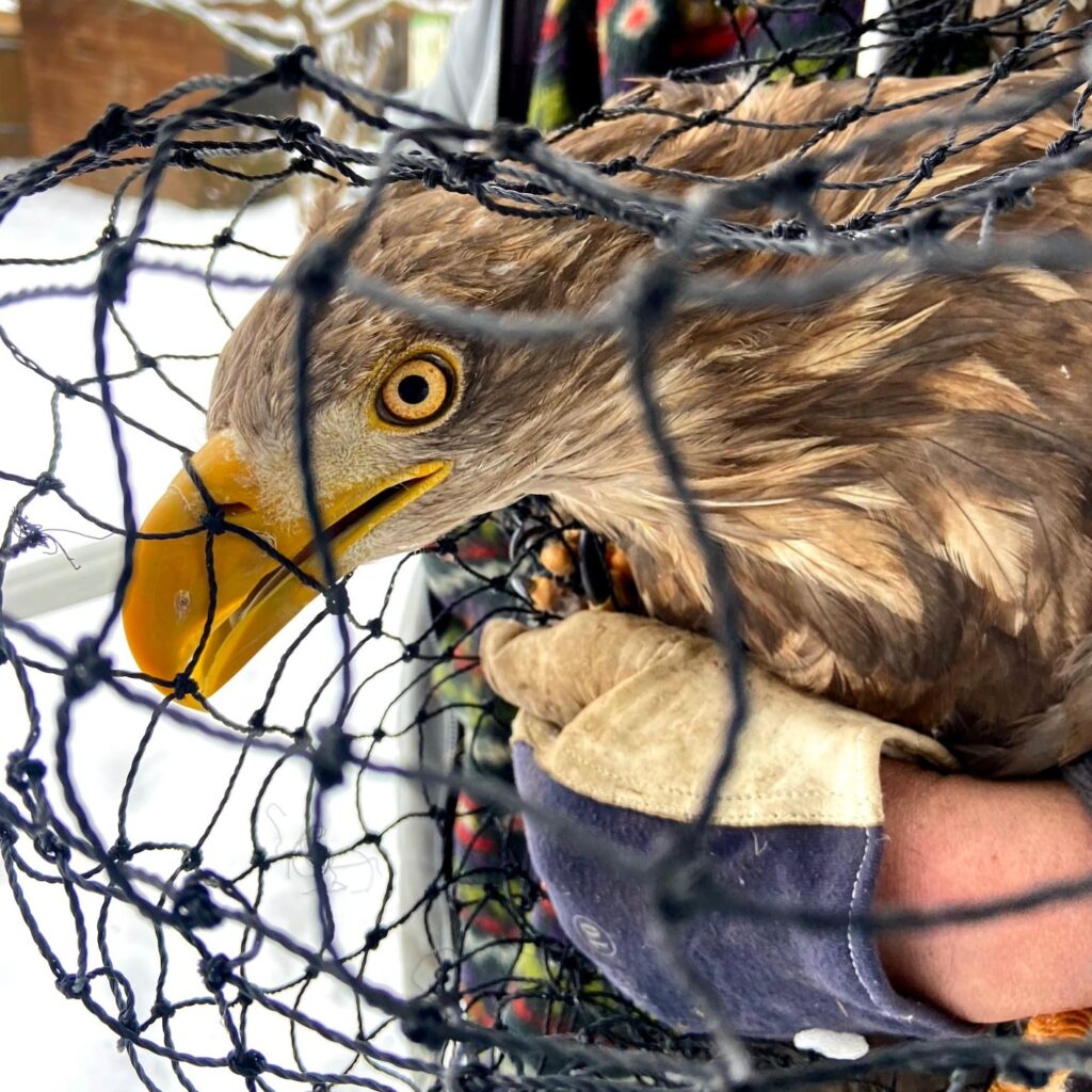 Orzeł trzymany w siatce przez osobę.