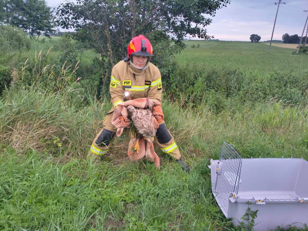 Strażak trzyma rannego ptaka na łące.