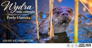 Wydra w wodzie z roślinami w tle